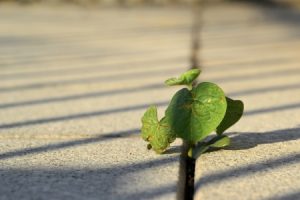 Weed Growing in Patio